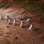 Phillip Island Penguin Parade Day Tour from Melbourne - A Detailed Look at the Tour Experience