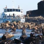 Phillip Island Wildlife Cruise and Penguin Tour from Melbourne - Spotting Koalas: Conservation and Wildlife Encounters