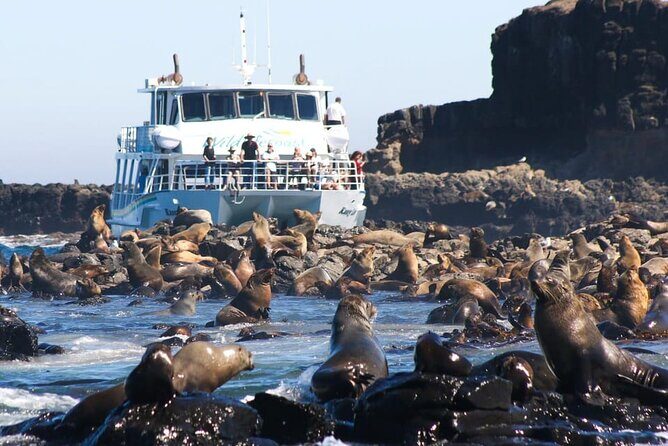 Phillip Island Wildlife Cruise and Penguin Tour from Melbourne - Spotting Koalas: Conservation and Wildlife Encounters
