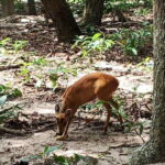 Phnom Penh: Buddha Kiri and Phnom Tamao Zoo Private Day Trip - Practicalities and What to Expect