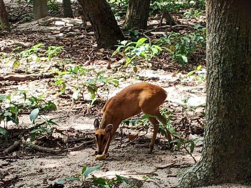 Phnom Penh: Buddha Kiri and Phnom Tamao Zoo Private Day Trip - Practicalities and What to Expect