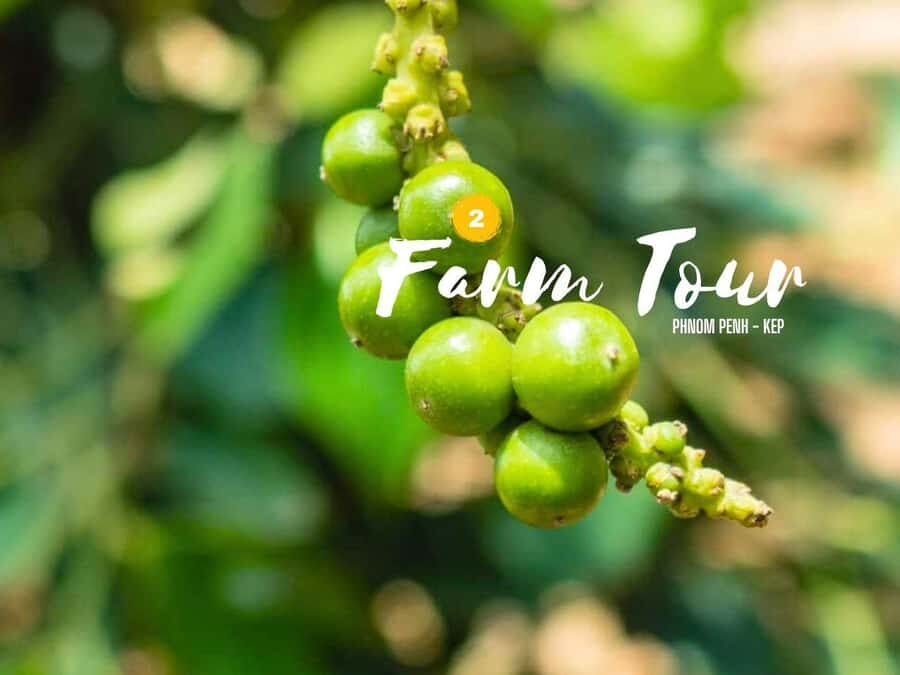 Phnom Penh to Kep Day Trip Scenic Train & Coastal Discovery - Transportation, Group Size, and Value