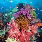 Phu Quoc 3 Island Snorkeling Adventure by Boat - Practical Details & What You Need to Know