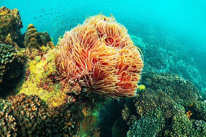 Phu Quoc Boat Trip with Three Islands and Cable car - What’s Included and What’s Not