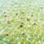 Phu Quoc: Half-Day Starfish Beach Tour (No Lunch) - Insights from Past Travelers
