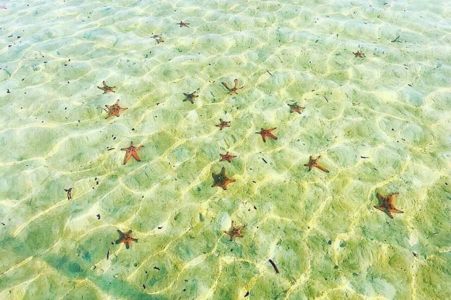 Phu Quoc: Half-Day Starfish Beach Tour (No Lunch) - Insights from Past Travelers
