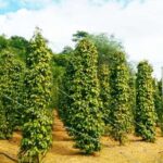 Phu Quoc: Honey Farm, Starfish Beach, and Grand World Tour - Transport and Group Size