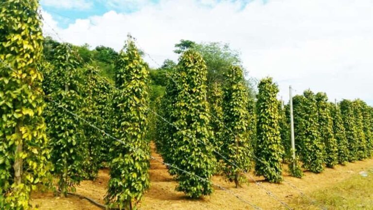 Phu Quoc: Honey Farm, Starfish Beach, and Grand World Tour - Transport and Group Size