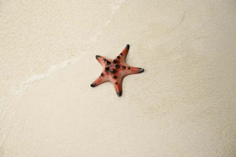 Phu Quoc: Rach Vem Starfish Kingdom & Cooking Experience - The Practical Details