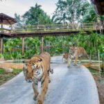 Phuket: Bird Park, Elephant Feeding, ATV Ride & City Tour - Practicalities: What You Should Know