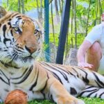Phuket City tour with Tiger Experience (Best Seller) - Authentic Experiences From Travelers
