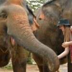 Phuket: Elephant Jungle Sanctuary Ethical Feeding Experience - The Value of the Experience