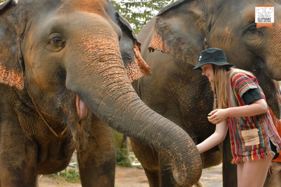 Phuket: Elephant Jungle Sanctuary Ethical Feeding Experience - The Value of the Experience