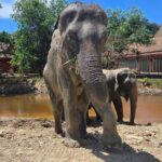 Phuket: Elephant Nature Walk - Guided Tour with Transport - The Feeding and Observation Experience