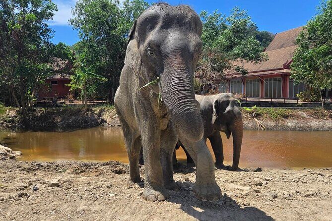 Phuket: Elephant Nature Walk - Guided Tour with Transport - The Feeding and Observation Experience
