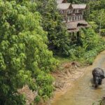 Phuket: Elephant Sanctuary Tour - Canopy Walk & Feeding - An Overview of the Experience