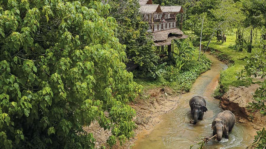 Phuket: Elephant Sanctuary Tour - Canopy Walk & Feeding - An Overview of the Experience