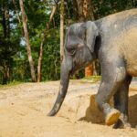 Phuket Ethical Elephant Sanctuary Guided Tour and Hotel Transfers - The Experience in Context: What Travelers Say