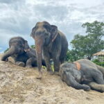 Phuket: Freedom Elephant Reserve - Ethereal Nature Walk - A Closer Look at the Ethereal Nature Walk Experience