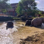 Phuket: Freedom Elephant Reserve - Ethereal Nature Walk - Who Will Love This Tour?