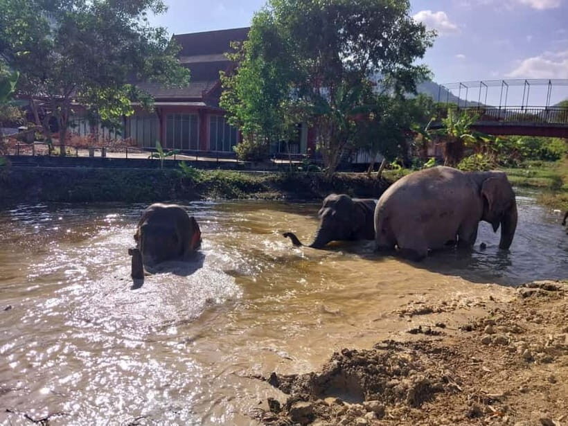 Phuket: Freedom Elephant Reserve - Ethereal Nature Walk - Who Will Love This Tour?