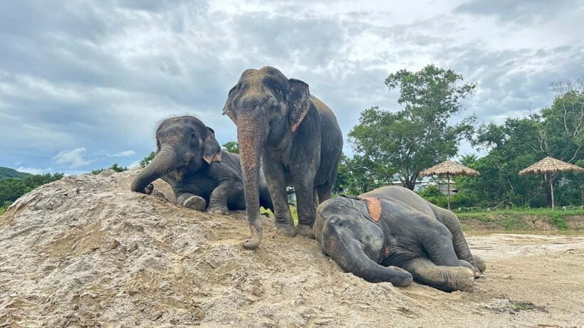 Phuket: Freedom Elephant Reserve - Ethereal Nature Walk - A Closer Look at the Ethereal Nature Walk Experience