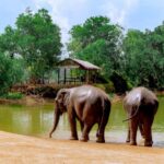Phuket: Full-Day Ethical Elephant Sanctuary Tour with Lunch - Final Thoughts: Is It Worth It?