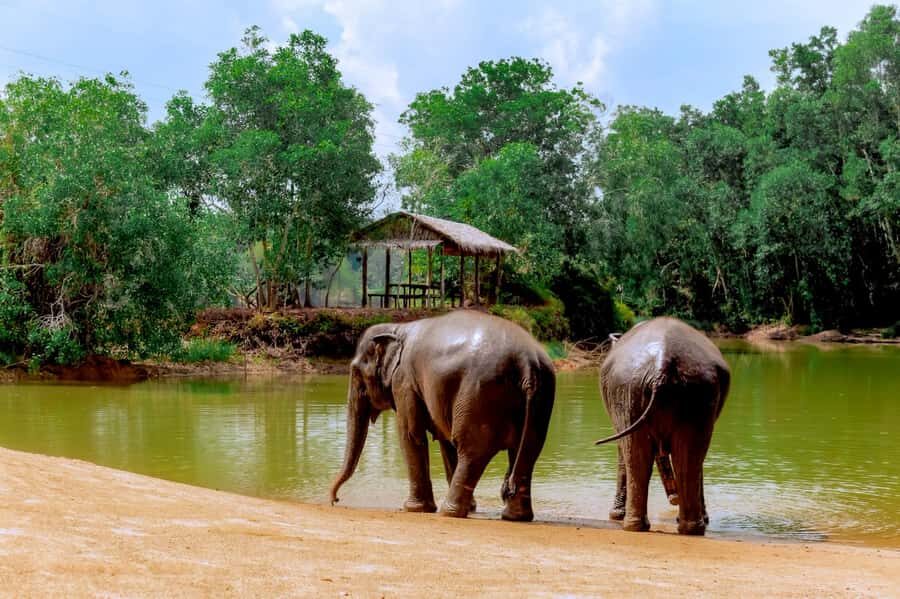 Phuket: Full-Day Ethical Elephant Sanctuary Tour with Lunch - Final Thoughts: Is It Worth It?