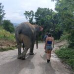 Phuket: Guided Tour to Elephant Sanctuary & Hotel Transfer - Why Travelers Keep Coming Back