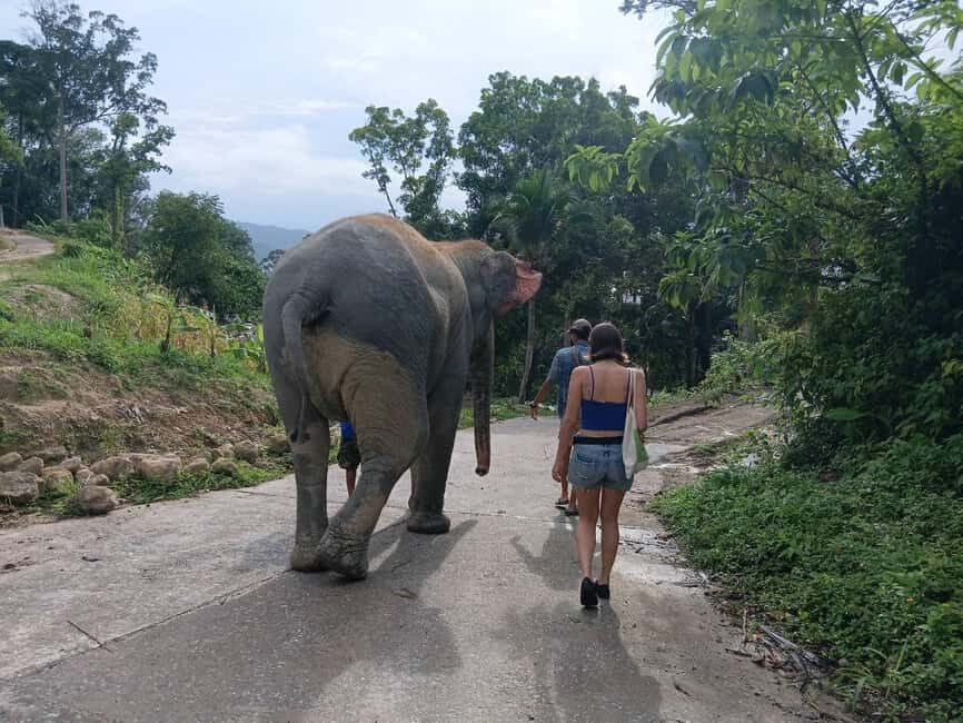 Phuket: Guided Tour to Elephant Sanctuary & Hotel Transfer - Why Travelers Keep Coming Back
