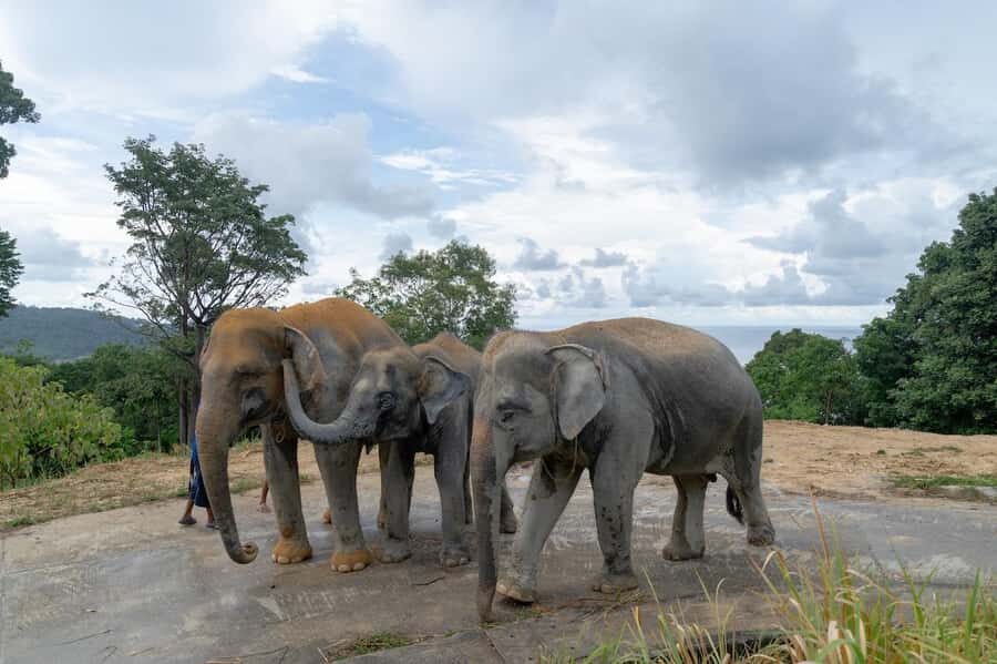 Phuket: Guided Tour to Elephant Sanctuary with Transfer - Practical Details and Tips