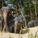 Phuket Highlight Tour Big Buddha Temple & Elephant Sanctuary - What to Expect During the Tour