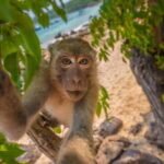 Phuket: James Bond Island Sea Canoe with lunch by Big Boat - Exploring James Bond Island and Its Surroundings