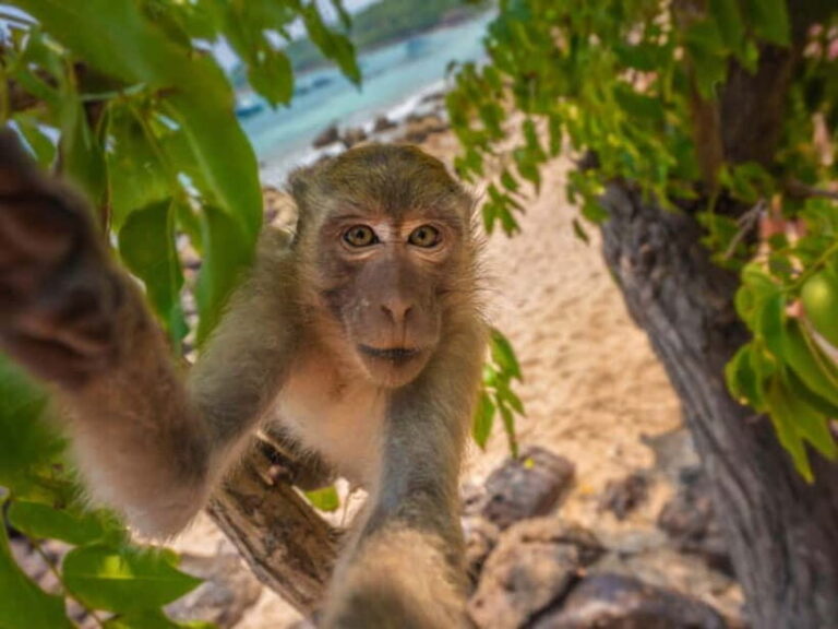 Phuket: James Bond Island Sea Canoe with lunch by Big Boat - Exploring James Bond Island and Its Surroundings