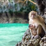 Phuket: Khai Islands Half-Day Tour (Morning/Afternoon) - What Makes This Tour Stand Out?