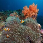 Phuket: Koh Rok and Koh Ha Day Trip (Best of Marine Park) - What to Expect: Practical Details