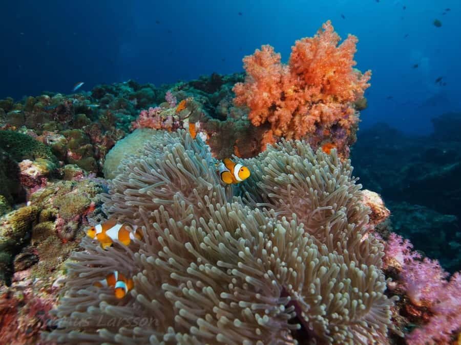 Phuket: Koh Rok and Koh Ha Day Trip (Best of Marine Park) - What to Expect: Practical Details