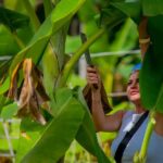 Phuket: Lily Elephant Conservation - Jungle to Sea Discovery - The Practical Details