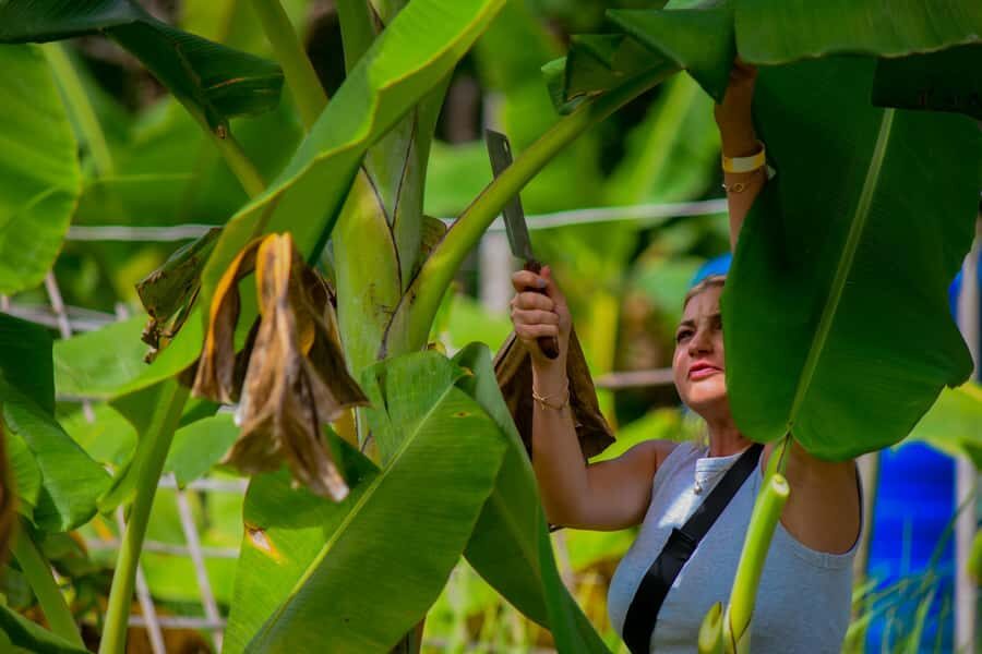 Phuket: Lily Elephant Conservation - Jungle to Sea Discovery - The Practical Details