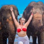 Phuket: Lily Elephant Half day Trip on the Beach with lunch - Transport, Duration, and Group Size