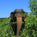 Phuket: Nature walk & Herb Ethical Wellness Elephant Tour - The Practicalities