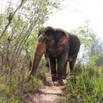 Phuket: Nature walk & Herb Ethical Wellness Elephant Tour - A Closer Look at the Tour
