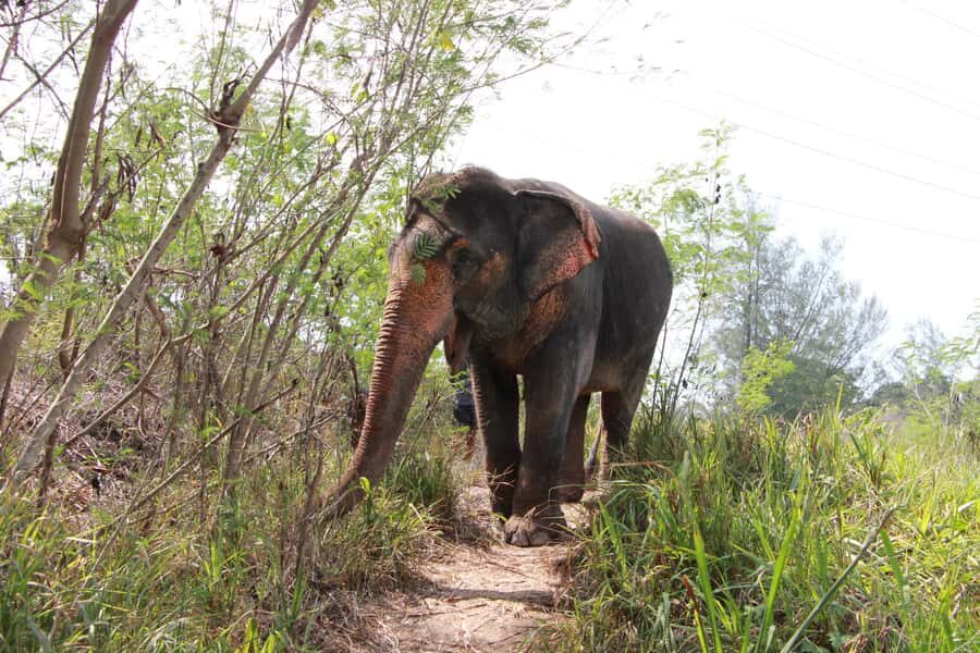 Phuket: Nature walk & Herb Ethical Wellness Elephant Tour - A Closer Look at the Tour