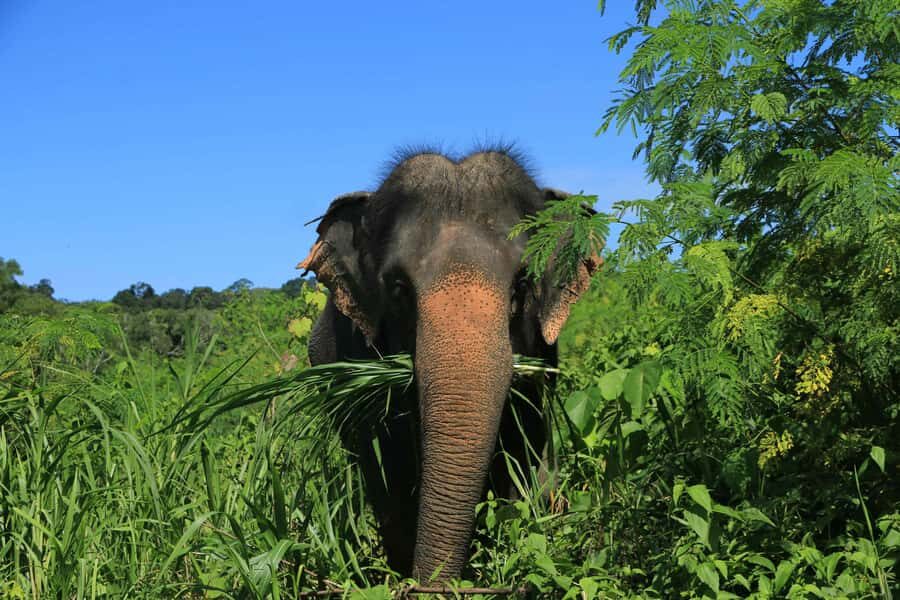 Phuket: Nature walk & Herb Ethical Wellness Elephant Tour - The Practicalities