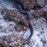 Phuket: Night Dive with Coral Reef - The Experience: What to Expect