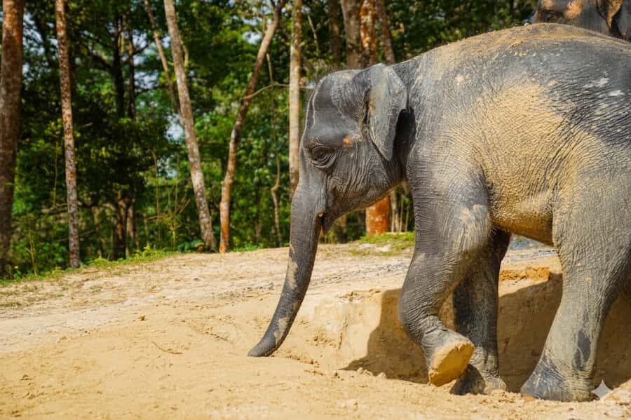 Phuket: Patong Ethical Elephant Sanctuary Tour with Transfer - Detailed Breakdown of the Itinerary