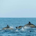 Phuket: Phi Phi Islands Day Trip with Meals & Transfer - What You’ll Love About This Tour