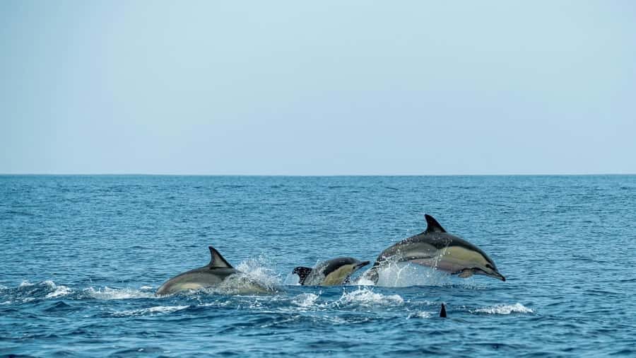 Phuket: Phi Phi Islands Day Trip with Meals & Transfer - What You’ll Love About This Tour