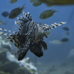 Phuket Scuba Diving Phi Phi Islands (Certified Divers Only) - The Experience from a Reviewers Perspective