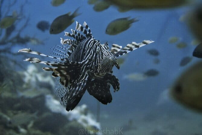 Phuket Scuba Diving Phi Phi Islands (Certified Divers Only) - The Experience from a Reviewers Perspective